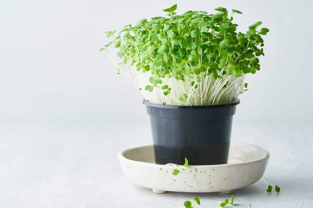 Bok Choy