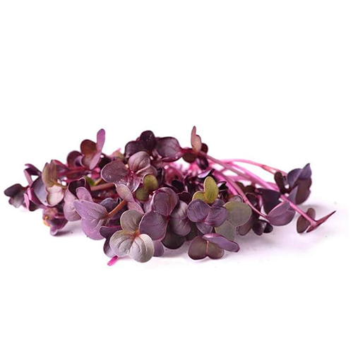 Purple Radish
